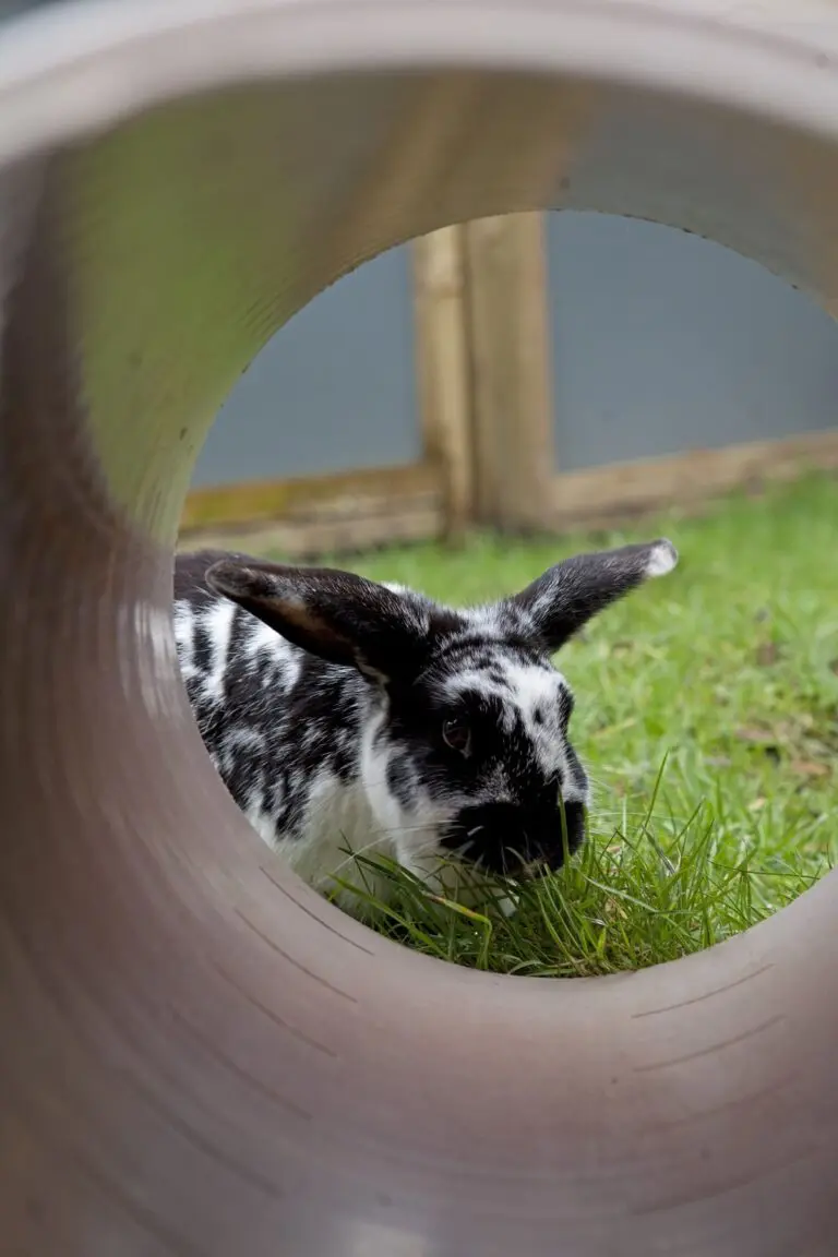 Rabbit at Raystede Centre exploring new run