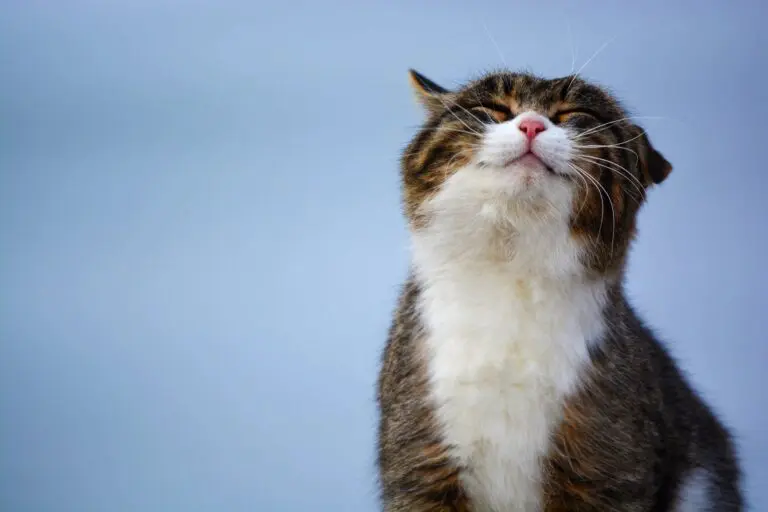 Picture of a happy cat