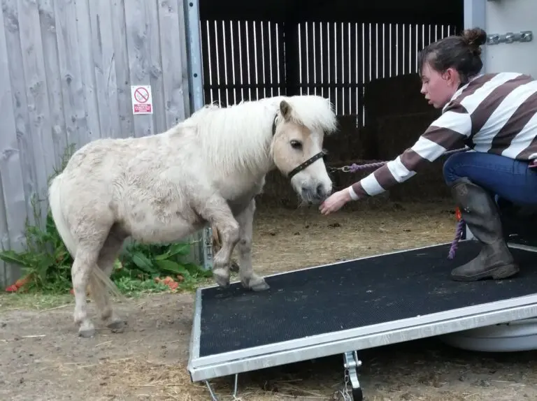 Danny the pony trying out the new horsebox at Bolenowe