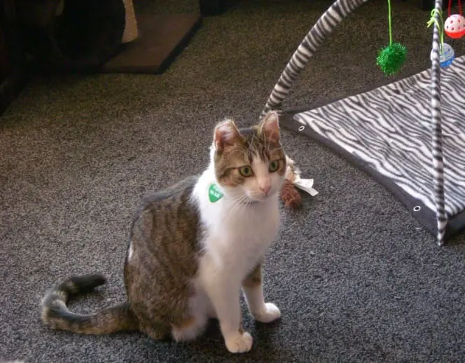 Pixie the cat at Cat Homing and Rescue