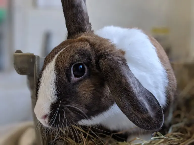 Antonia the rabbit at the Society for Abandoned Animals
