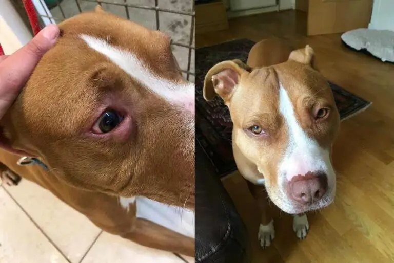 Bronson at Staffie Smiles Rescue before and after