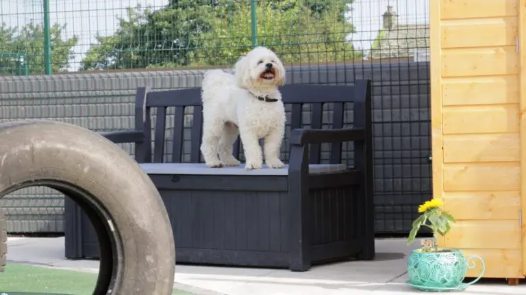 The new exercise areas at Bleakholt Animal Sanctuary