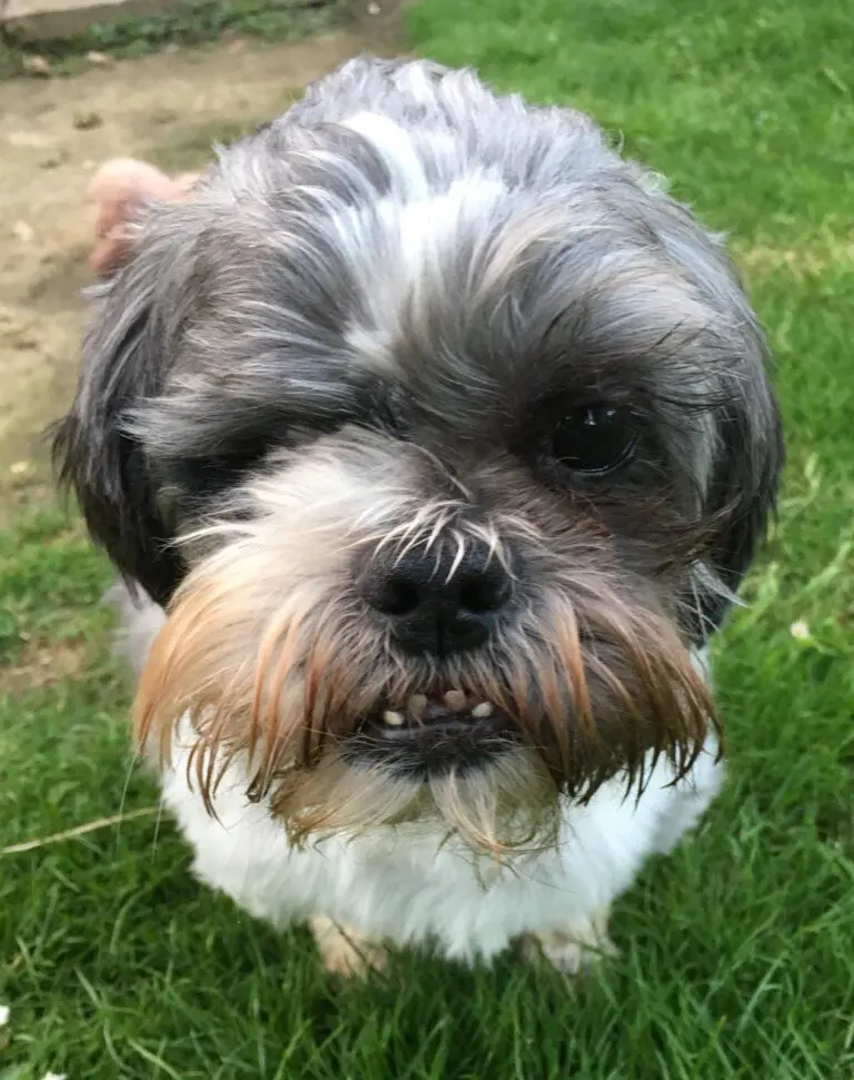 Tiny, a dog helped by RSPCA Northants