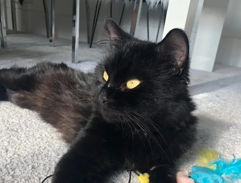 Cat from LICK enjoying new home