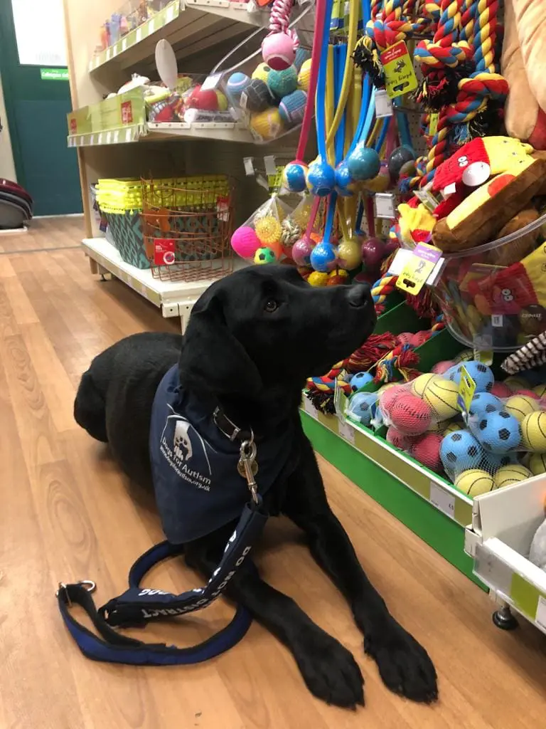 Dogs for Autism Luna in training at Pets at Home store