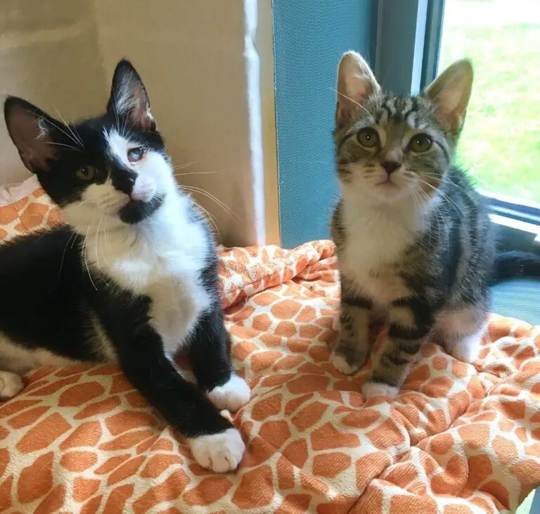 Andy and Zoe cats helped by Cotswolds
