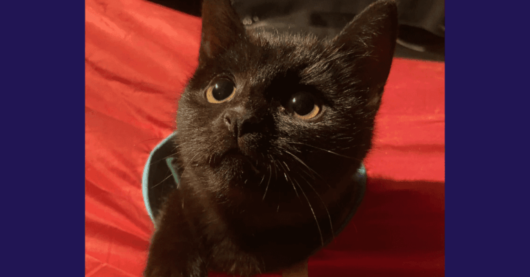 Black kitten named Hob