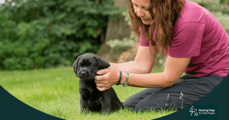 Black lab hearing dog with volunteer