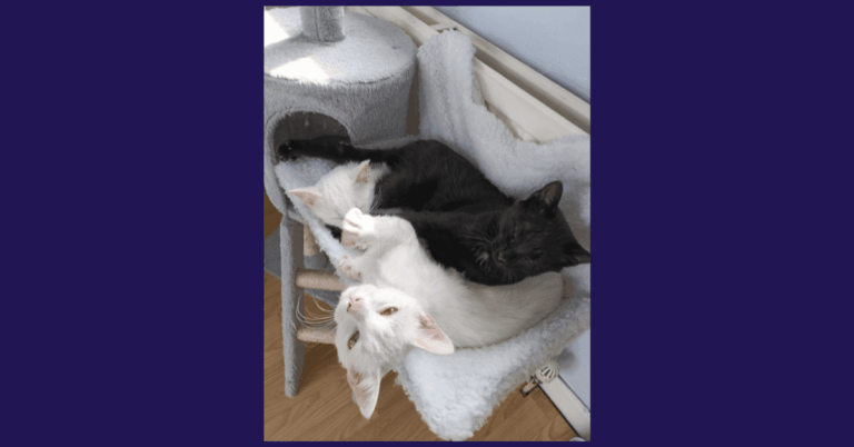 One black cat and two white cast snuggling on a cat bed.