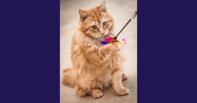 Ginger cat playing with a multi-coloured flirt pole.
