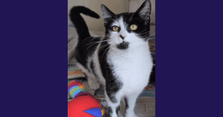 Black and white cat standing next to some toys, starring at the camera.