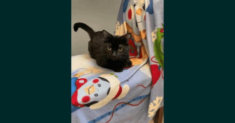 Black cat sitting on a multi-coloured blanket