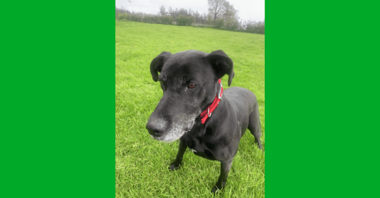 A black dog with a red collar standing in the grass.
