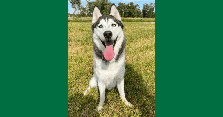 Stock image of Husky sitting in the grass.