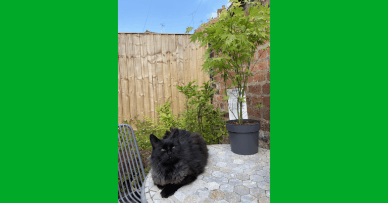 A black long-haired cat sitting on a table in a garden area.