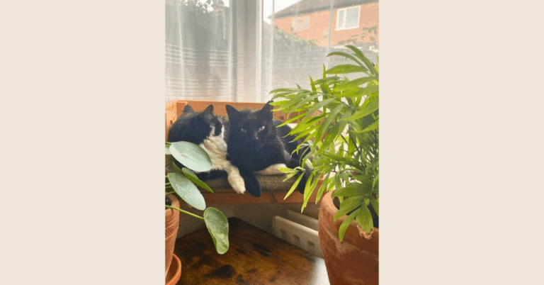 Two cats sitting on a chair in front of a window with house plants around them.