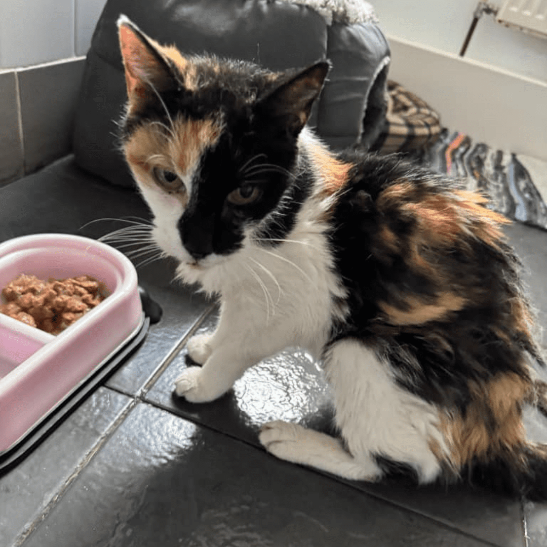 Multi-coloured cat sitting in front of a pink food bowl with food in it.