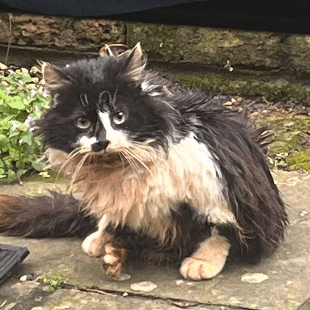 A black and white cat sitting outside.
