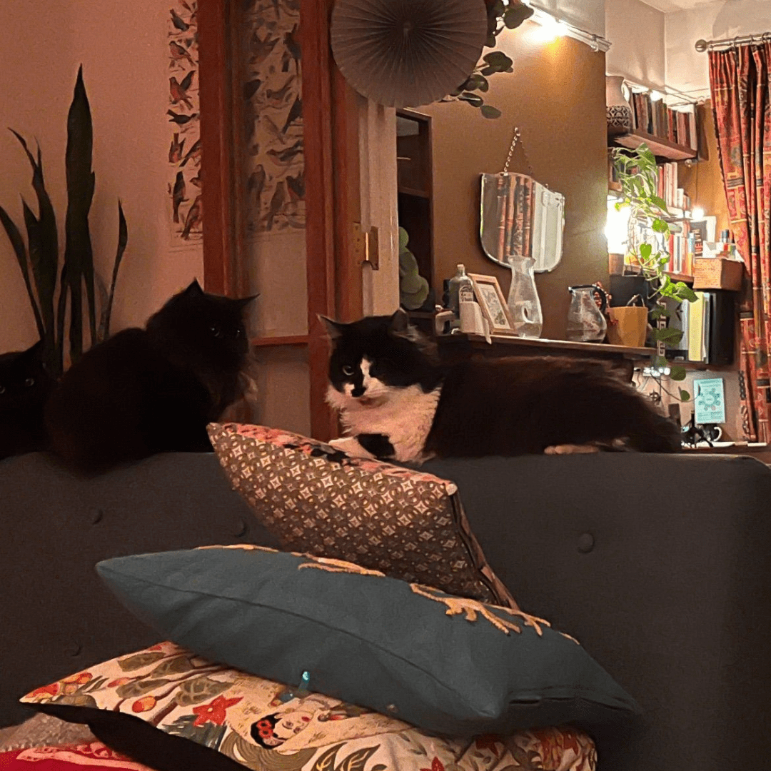 A black and white cat lying on a sofa.