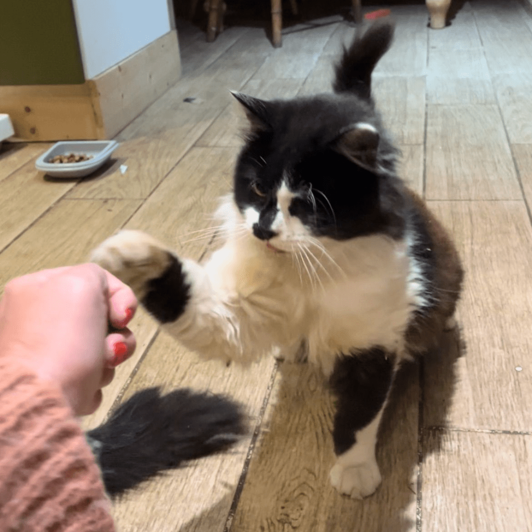 A black and white cat sitting and extending its paw to a hand.
