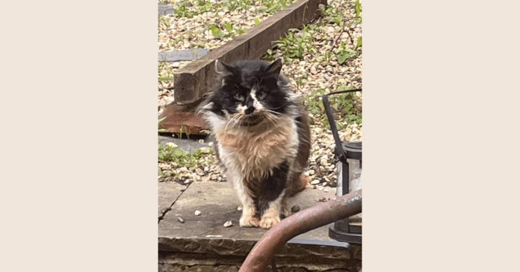 A black and white cat sitting outside.