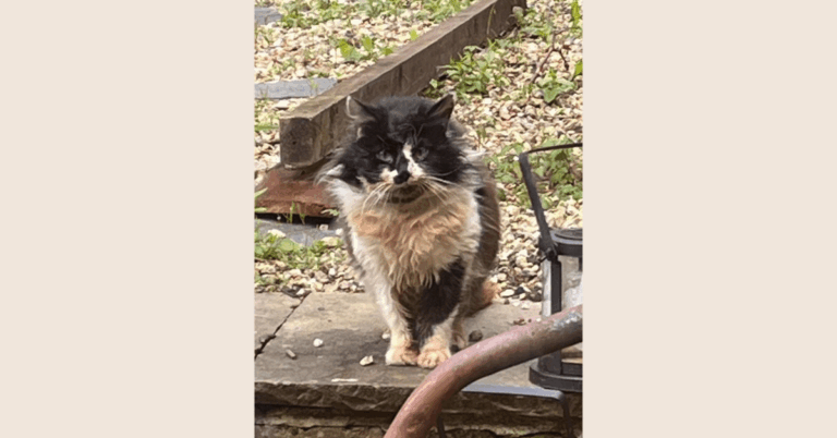 A black and white cat sitting outside.