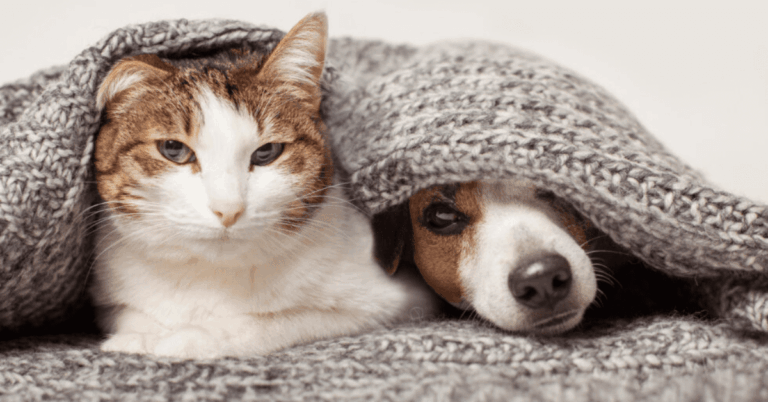 A cat and a dog under a blanket.