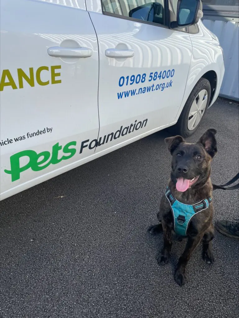 White van with Pets Foundation logo and a dark coloured dog sitting besides it.