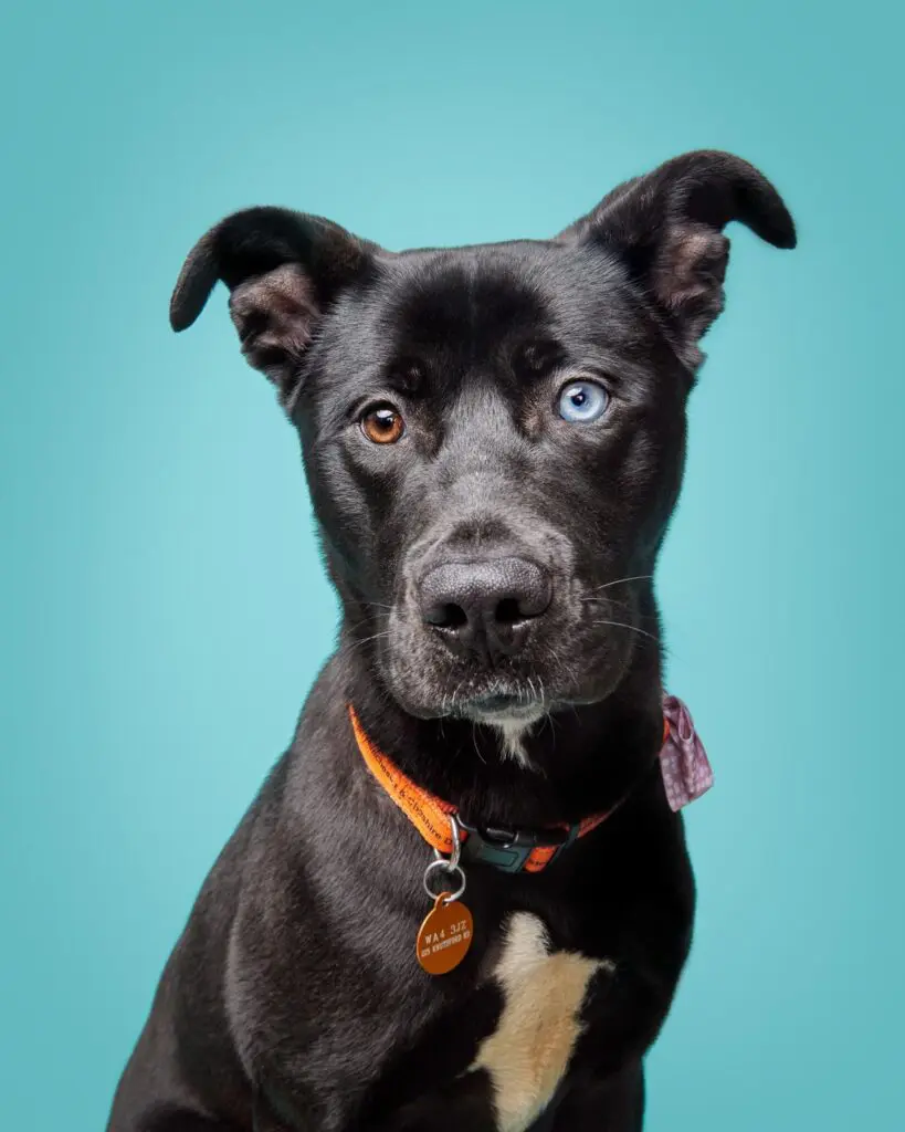 A black rescue dog with an orange collar.