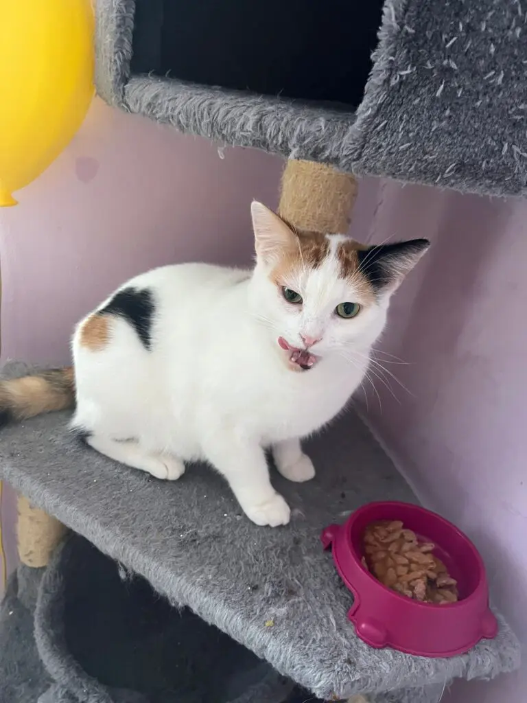 A white cat with ginger and black marking sitting on a grey table eating out of a pink bowl.