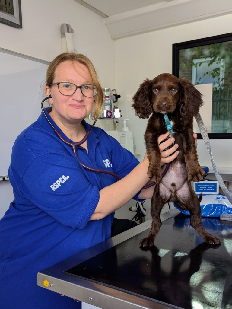 A vet with and RSCPA top holding a brown dog on a table.