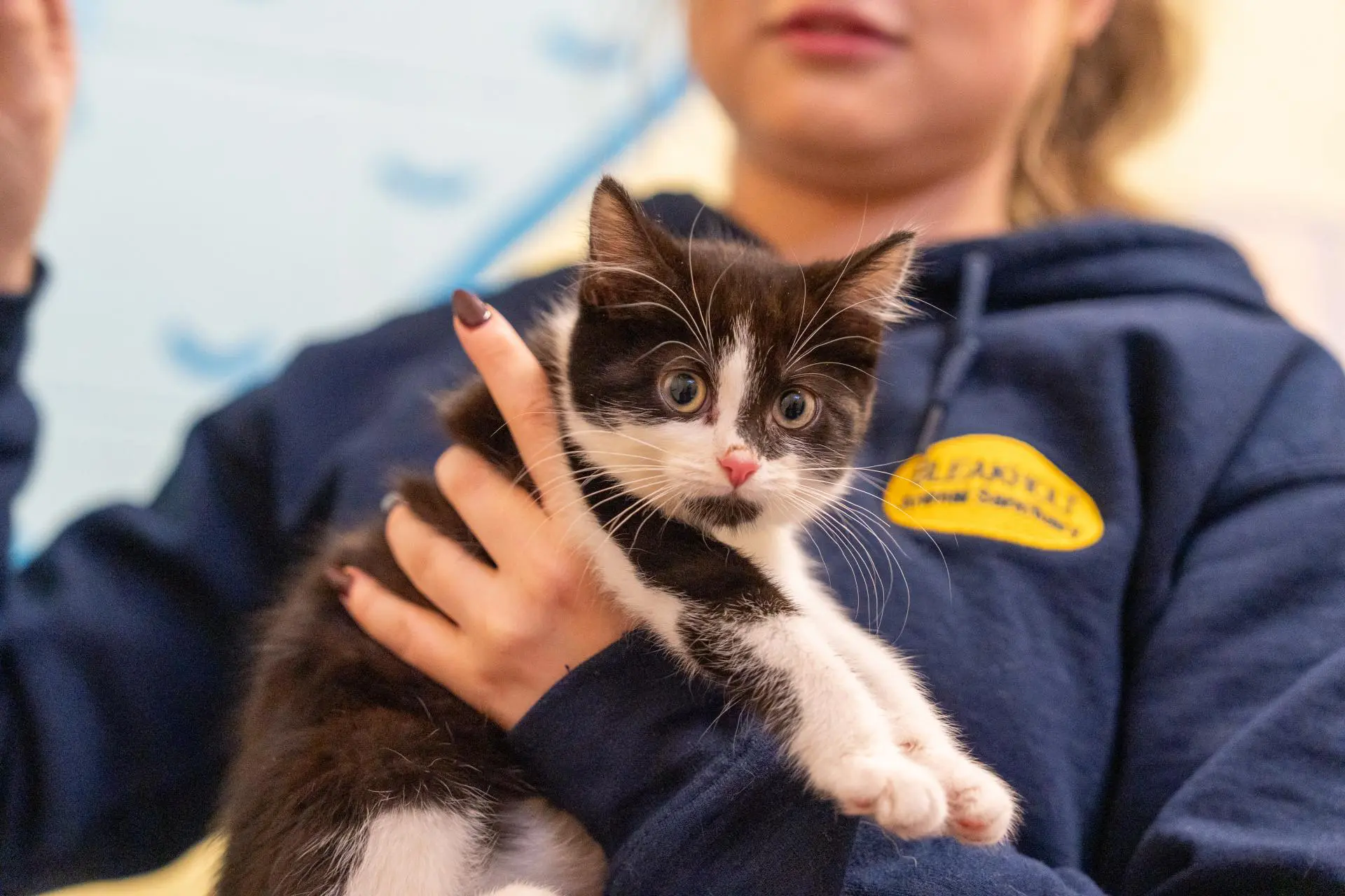 A black and white kitten being held by a rescue worker