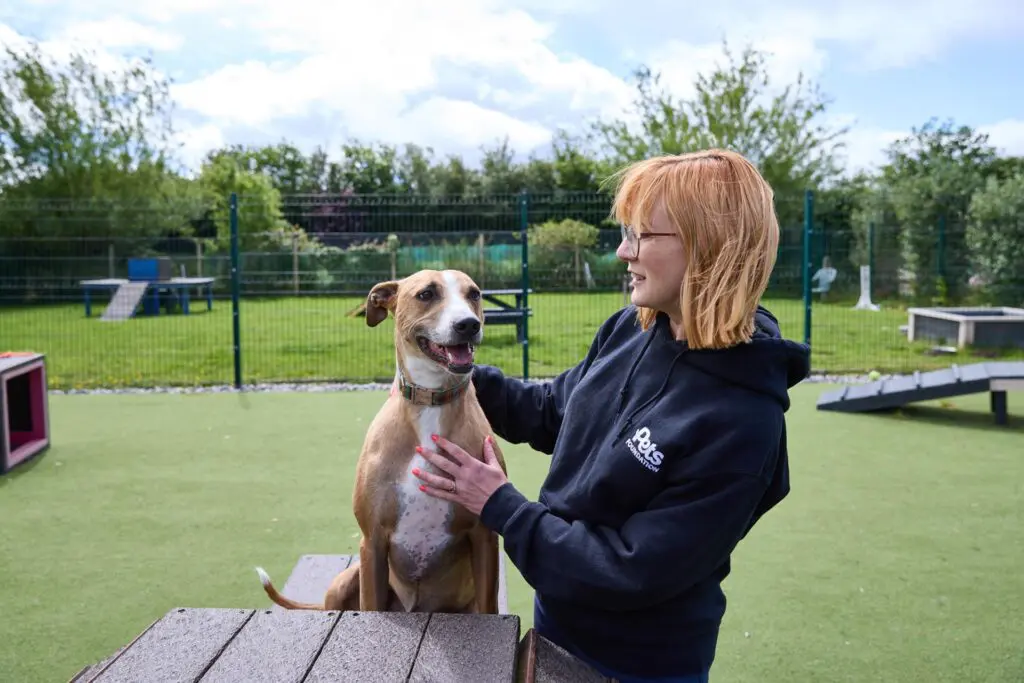 A Pets Foundation team member at a rescue outside petting a dog.
