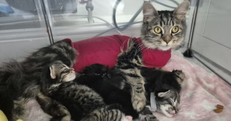 A cat named Lady in snuggled up with her kittens.