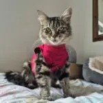 A cat named Lady in a red bodysuit sitting looking at the camera.