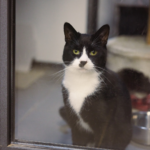 Black and white tuxedo cat with green eyes sitting behind a glass window looking directly forward.