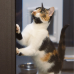 Calico cat standing on hind legs, reaching up with front paws against a dark surface indoors.