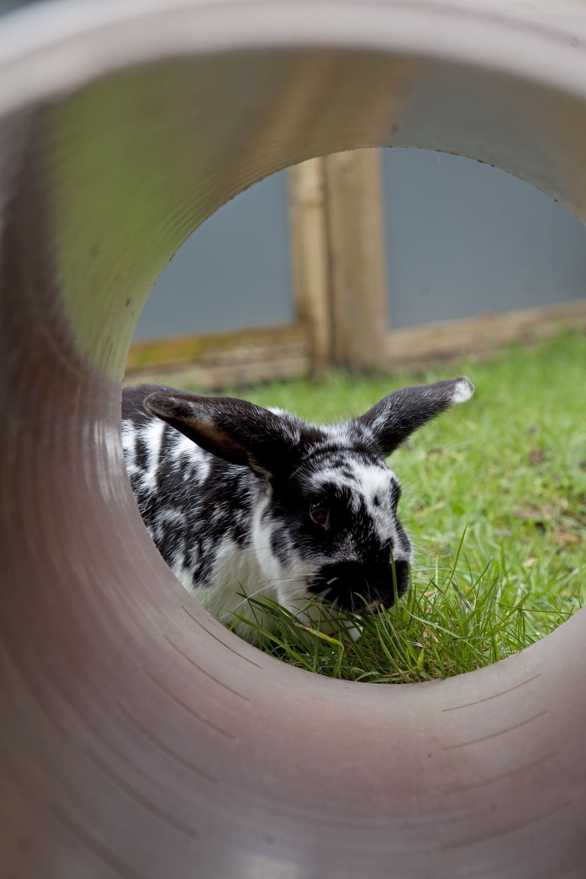 Raystede Centre for Animal Welfare - Pets Foundation