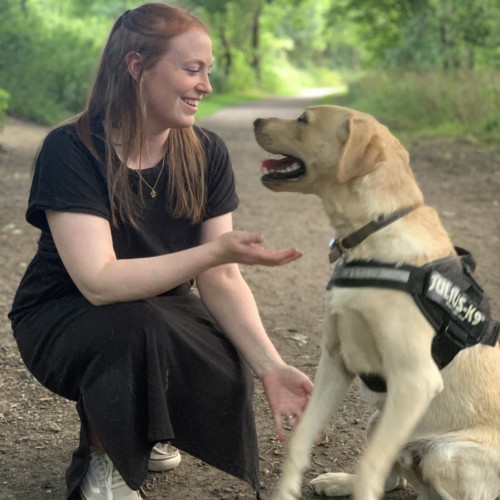 Asia and yellow lab Marlo