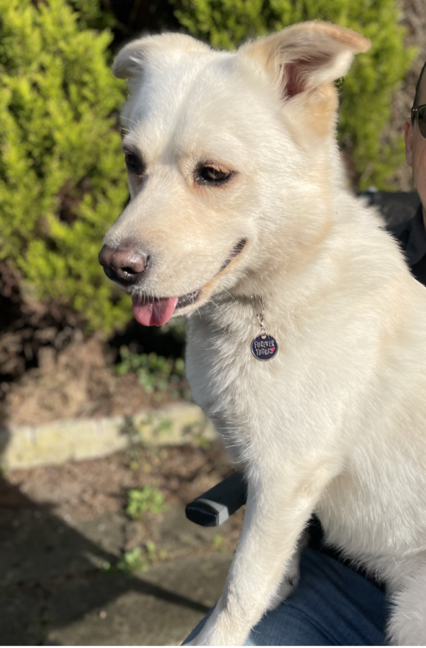 Pets Foundation "Furever Yours" Collar Charm / Keyring - Image 3