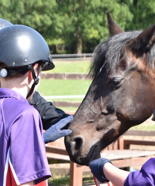 Strength and Learning Through Horses – Grant Impact Update