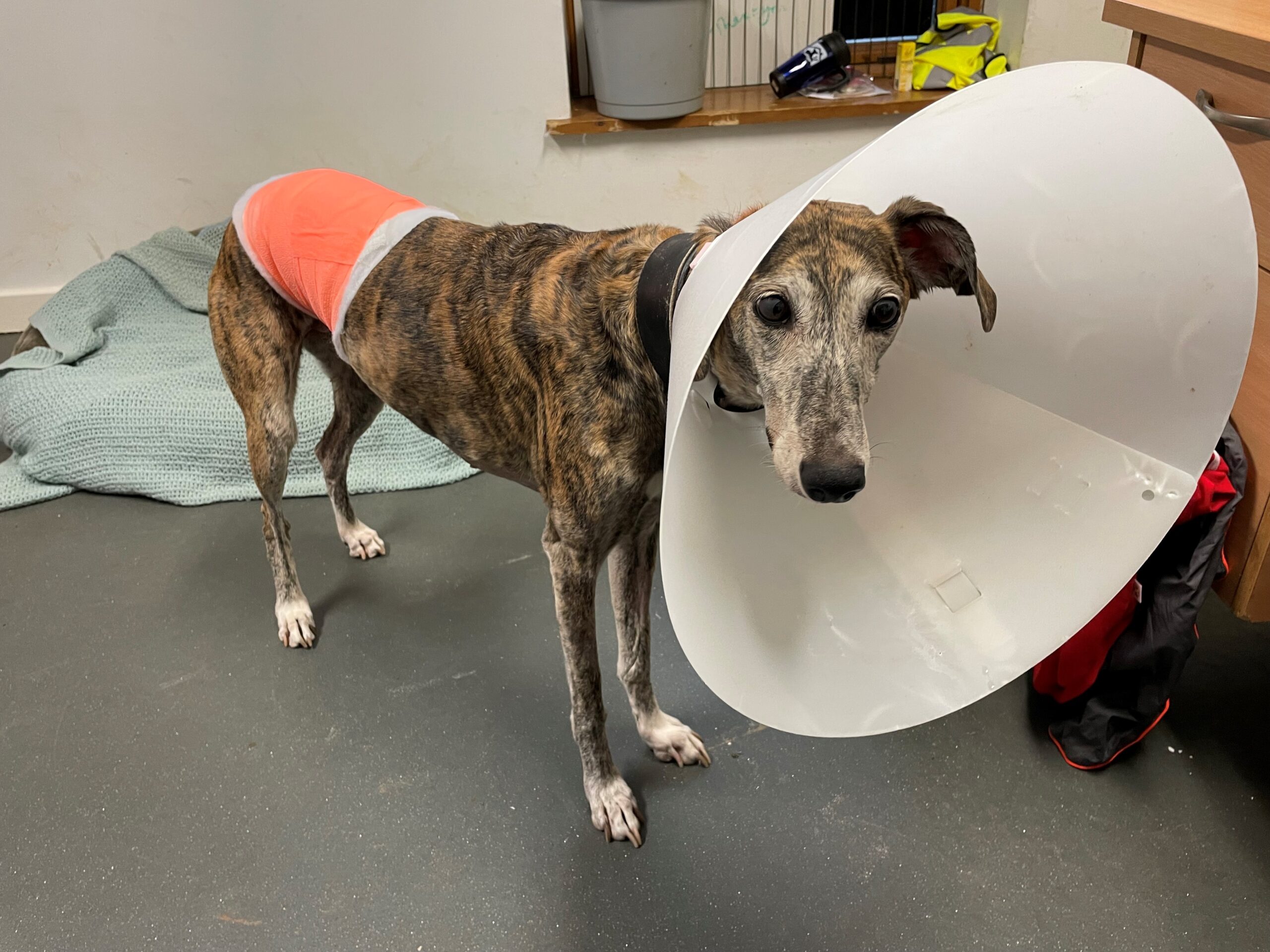 Bath Cats and Dogs Home Pets Foundation