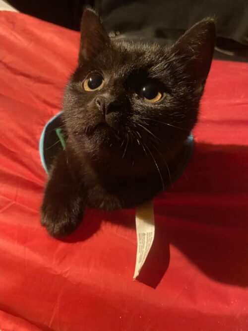 Black kitten name Hob