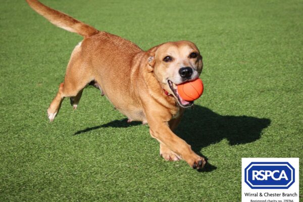 RSPCA Wirral and Chester Branch