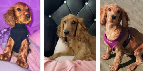 Three pics of Sully a ruby Cavalier, one on the left he's a puppy and wearing a dark harness. Middle pic no harness lying on bed with pink sheet and right pic he's on a beach with magenta harness.