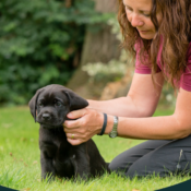 Black lab hearing dog with volunteer