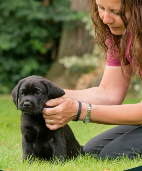 We’re Raising Funds for Hearing Dogs