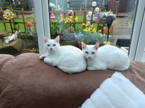 Two white cats sitting on a brown couch.