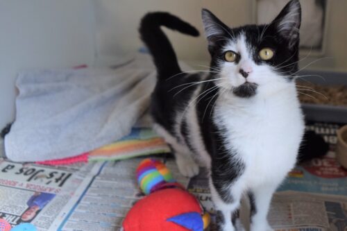 Black and white cat standing next to some toys and starring at the camera.